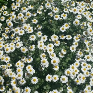 Meet your Posher, Daisy