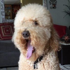 Meet your Posher, Grace