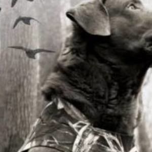 Meet your Posher, Bruce