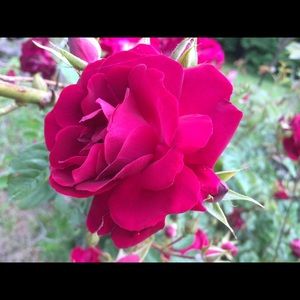 Meet your Posher, Diane