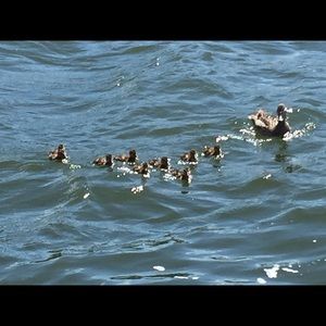 Meet your Posher, Dinah