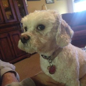 Meet your Posher, Madi