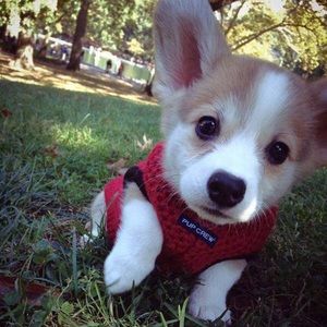 Meet your Posher, Grace