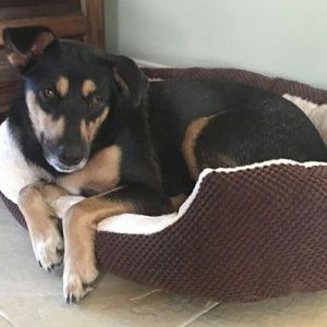 Meet your Posher, Rose