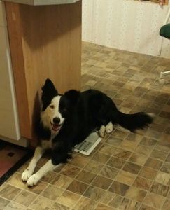 Meet your Posher, Lorelei