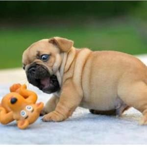 Meet your Posher, Pam