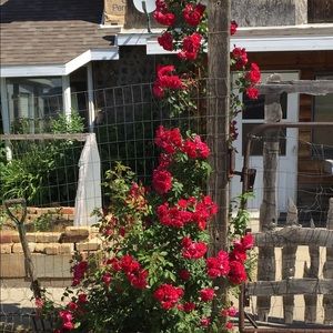 Meet your Posher, Jane