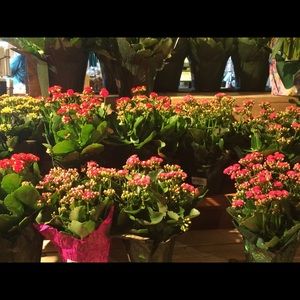 Meet your Posher, Sarika