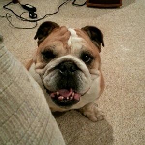 Meet your Posher, Bailey