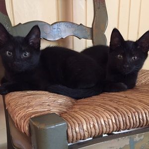 Meet your Posher, Mia