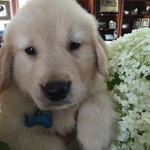 Meet your Posher, Elix