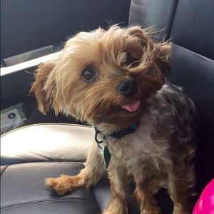 Meet your Posher, Bailey