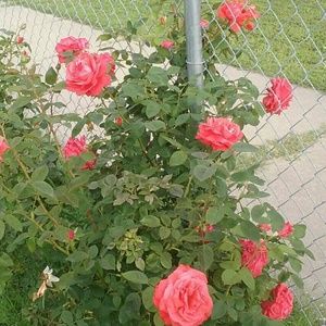 Meet your Posher, Maria