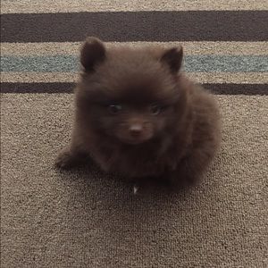 Meet your Posher, Darlene