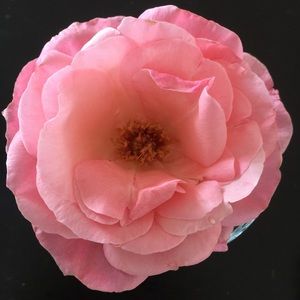 Meet your Posher, Brianna