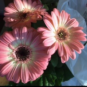 Meet your Posher, Gigi