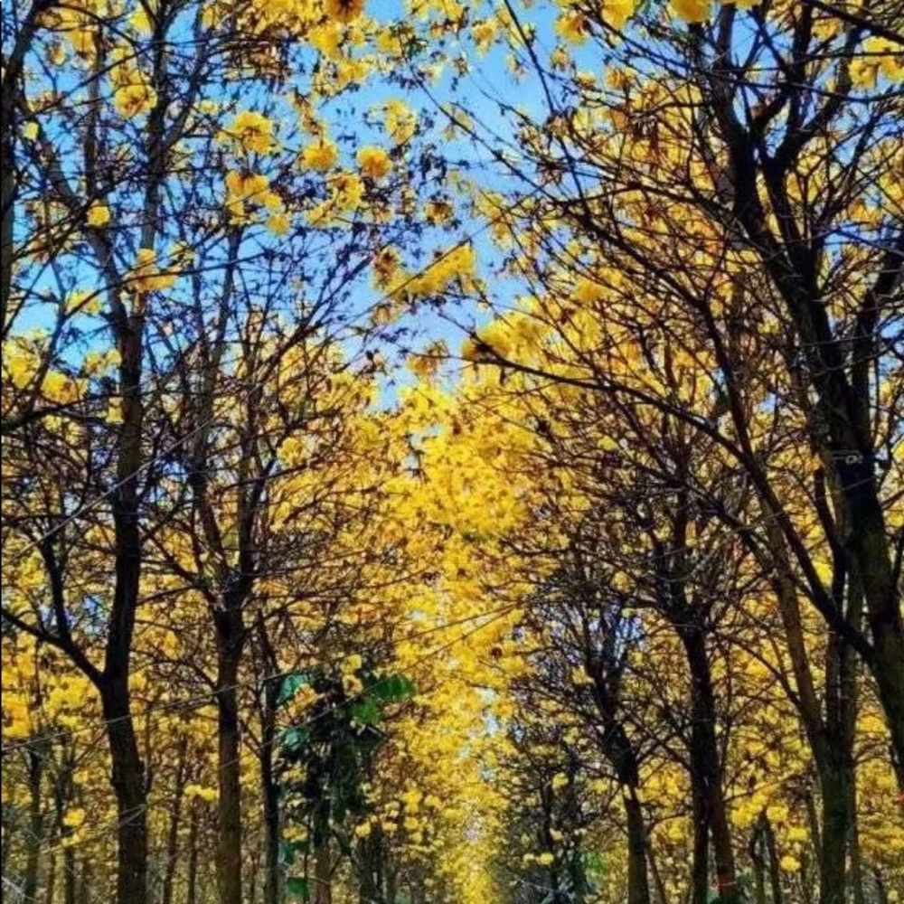 Meet your Posher, Vivian