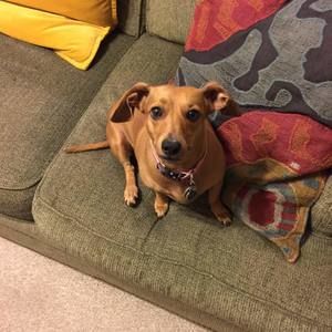 Meet your Posher, Bruce