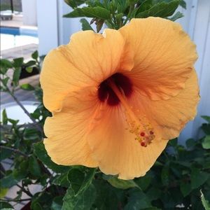 Meet your Posher, Meghan