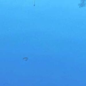 Meet your Posher, Noel