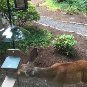 Meet your Posher, Linda