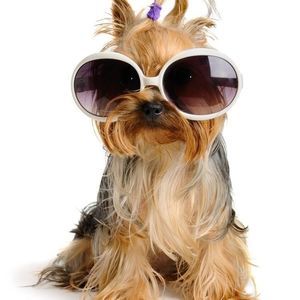 Meet your Posher, Terry