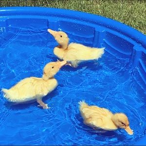 Meet your Posher, Carrie