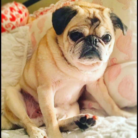 Meet your Posher, Elizabeth - Picture 2 of 2