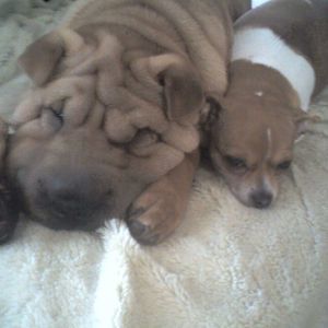 Meet your Posher, Trina