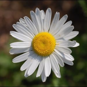 Meet your Posher, Daisy