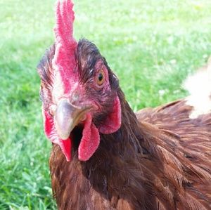 Meet your Posher, Terri