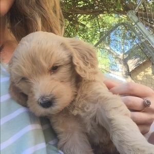 Meet your Posher, Andrea