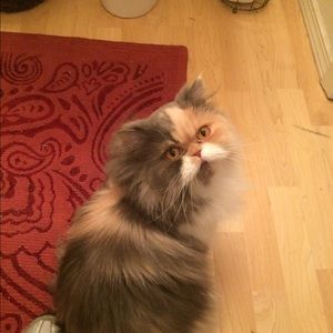 Meet your Posher, Lora