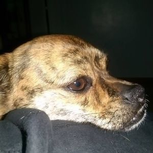 Meet your Posher, Bitsie