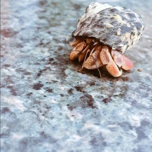 Meet your Posher, Nat