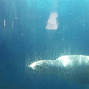 Meet your Posher, Aziza