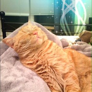 Meet your Posher, Alina