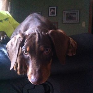 Meet your Posher, Wendy