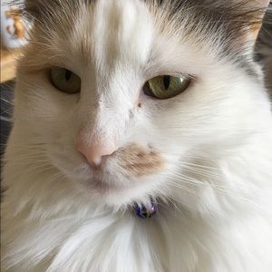 Meet your Posher, Cindy