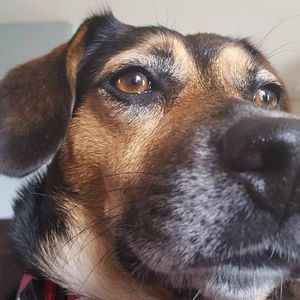 Meet your Posher, Laurie