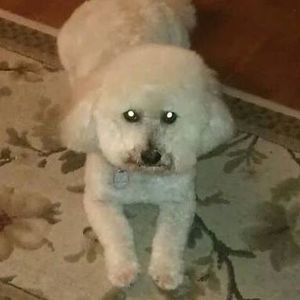 Meet your Posher, Leyla