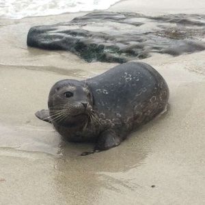 Meet your Posher, Alisha