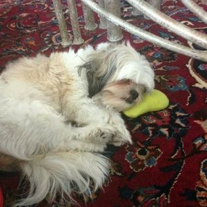 Meet your Posher, Anna