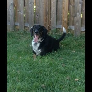 Meet your Posher, Diana