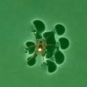 Meet your Posher, Grace