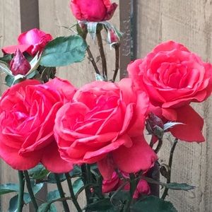 Meet your Posher, Adriane