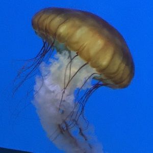 Meet your Posher, Krista