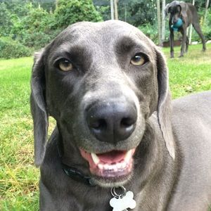 Meet your Posher, Jane