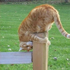 Meet your Posher, Ann