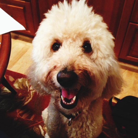 Meet your Posher, Madison - Picture 1 of 2